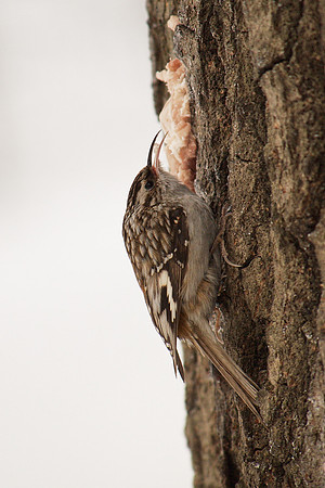Tasty snack for a Brown Creeper