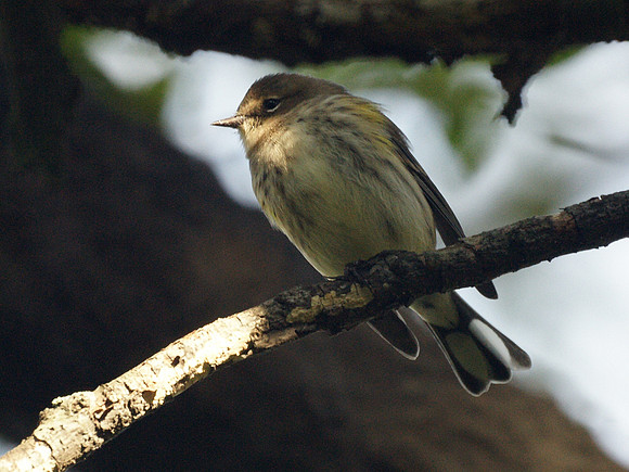 Yellow-Rumped Warbler, Autumn