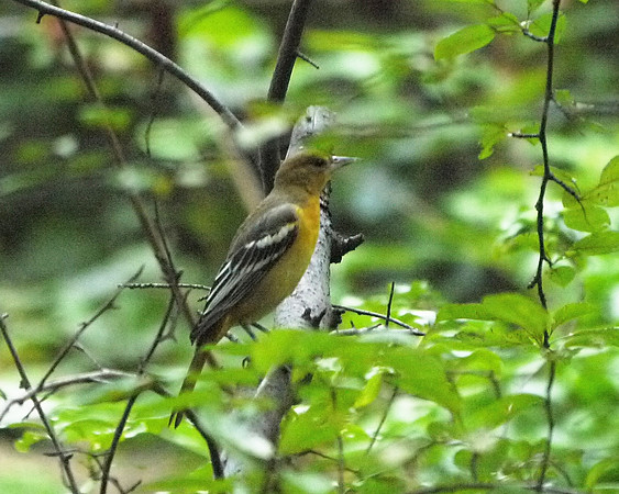 Baltimore Oriole, Central Park