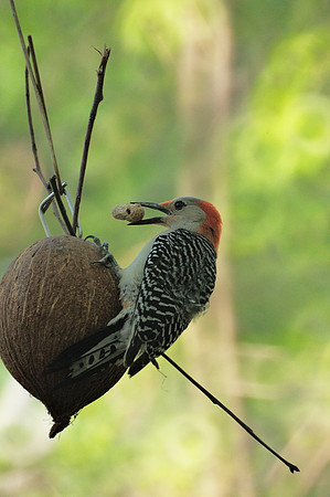 Red-Bellied Woodpecker with peanut