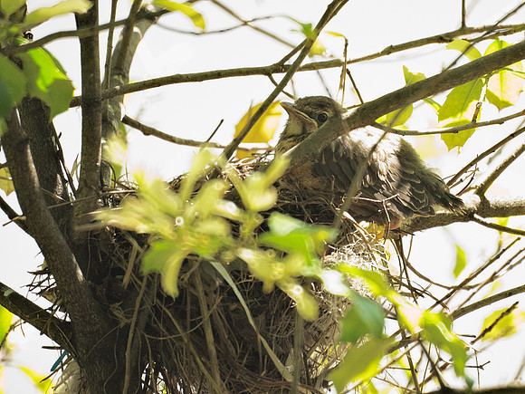 Baby Robin in nest