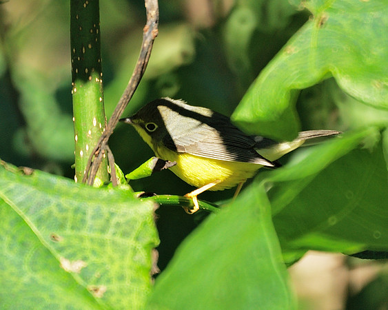 Canada Warbler, Central Park