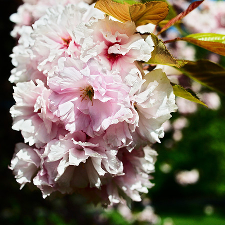 Cherry Blossoms