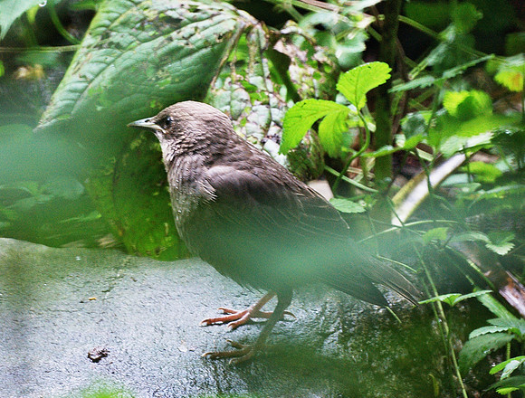 DSC02830-crop