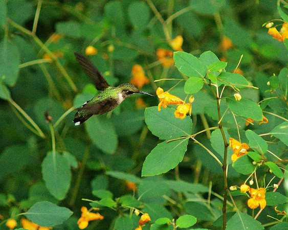 Hummingbird and jewelweed, Central Park