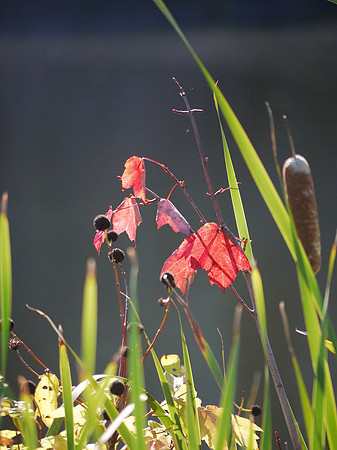 Autumn: Turtle Pond