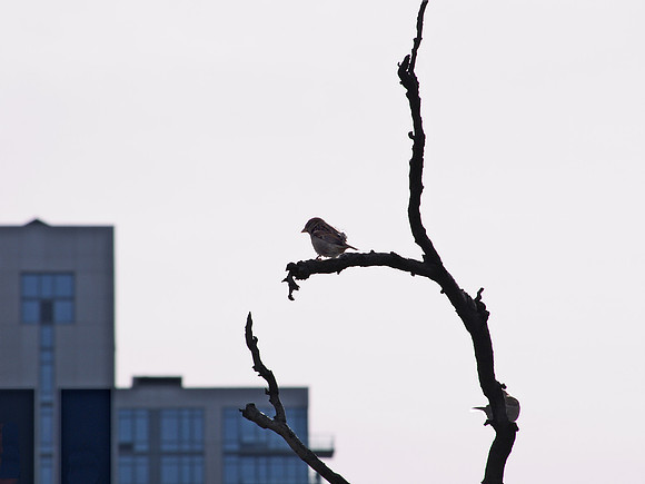 Sparrow, Hell's Kitchen