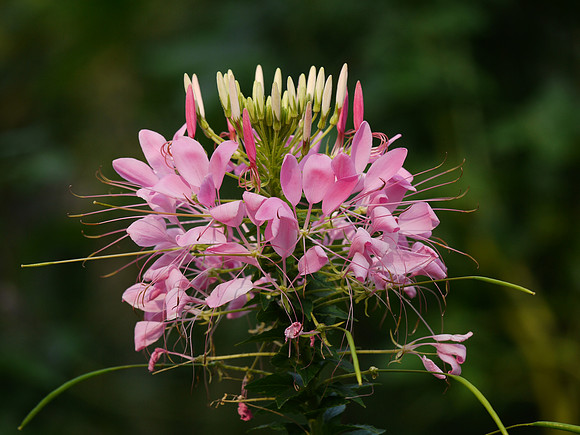 Cleome, Brooklyn Botanic Garden