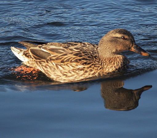 Duck, Central Park
