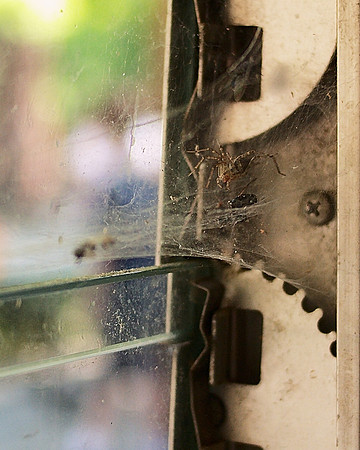 Spider, Central Park Zoo cafe