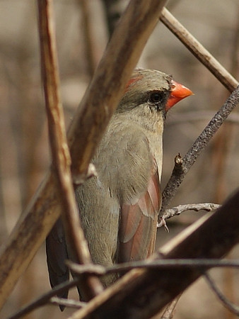 female cardinal