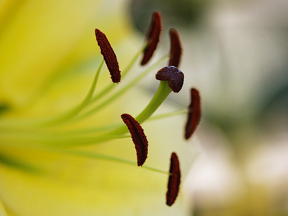 stamens and pistil