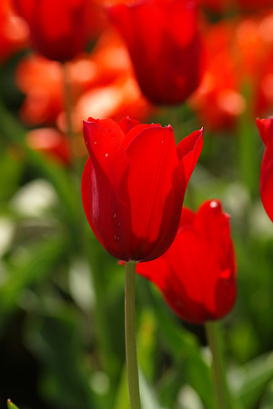 Tulips, Brooklyn Botanic Garden
