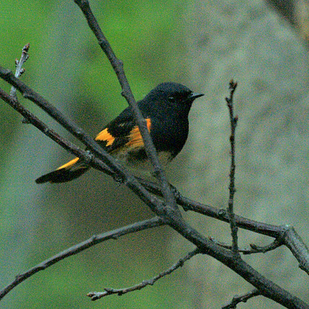 American Redstart, Central Park