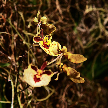 Tolumnia