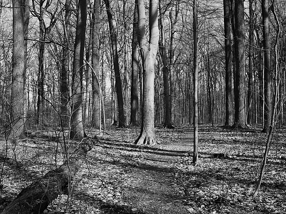 Longwood
