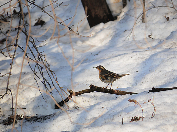 Varied Thrush, Central Park