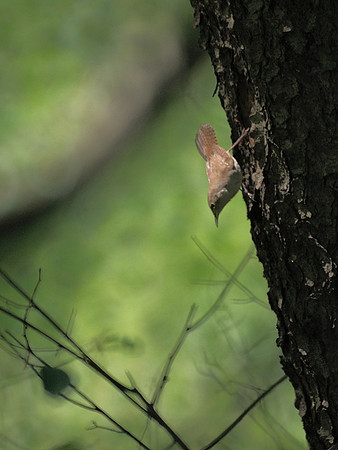 House Wren, Central Park