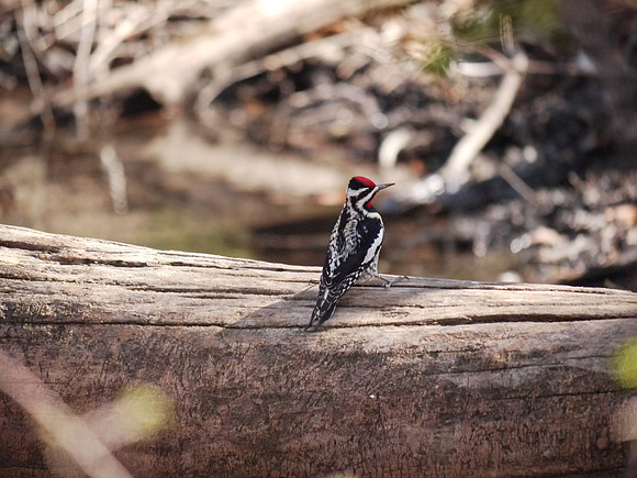 A walk in the morning / a dapper Yellow-Bellied Sapsucker steppin' out