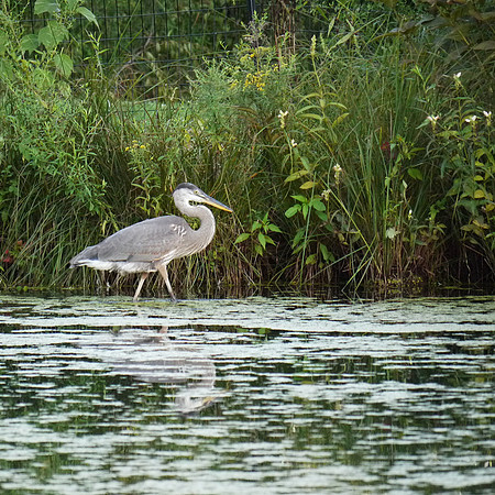 Great Blue Heron, Turtle Pond