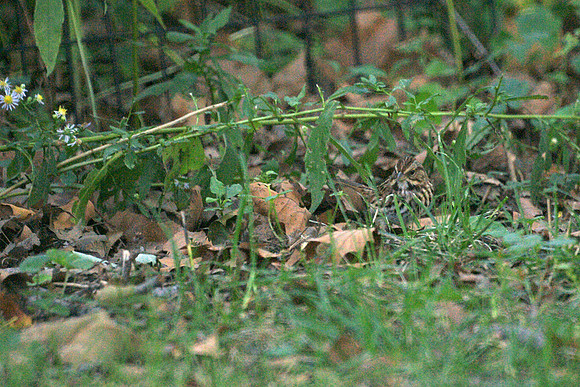 Song Sparrow, Central Park