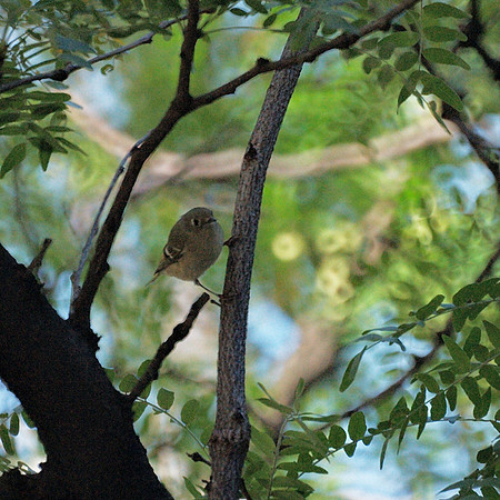 Ruby-Crowned Kinglet, Fifth Avenue