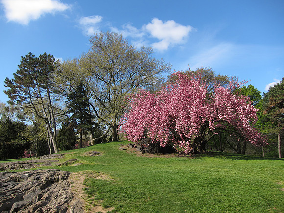 Cedar Hill, Central Park