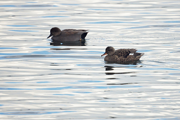 Gadwalls, Central Park
