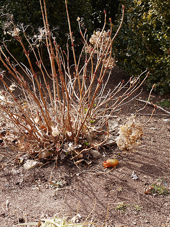 Theodore Roosevelt Park: plant and device