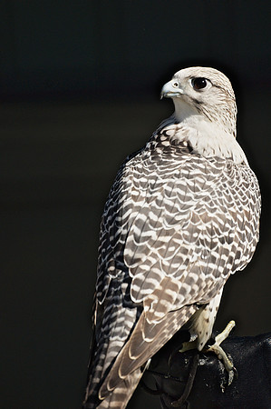 Ever vigilant, in all directions
