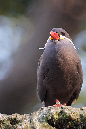 Inca Tern Strikes a Pose