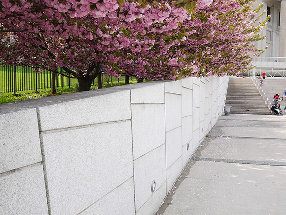 Brooklyn Museum at cherry-blossom time
