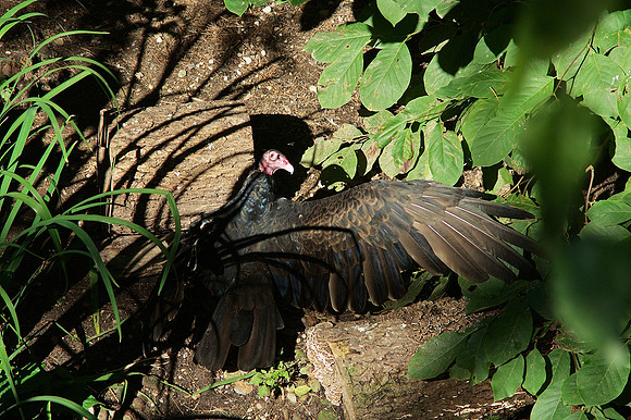 Turkey Vulture drama