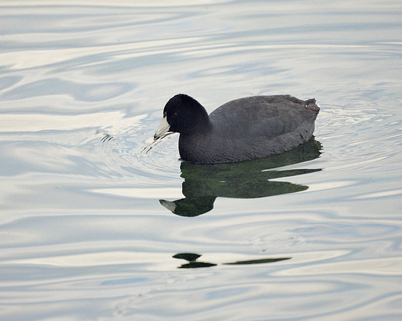 American Coot, Central Park Reservoir