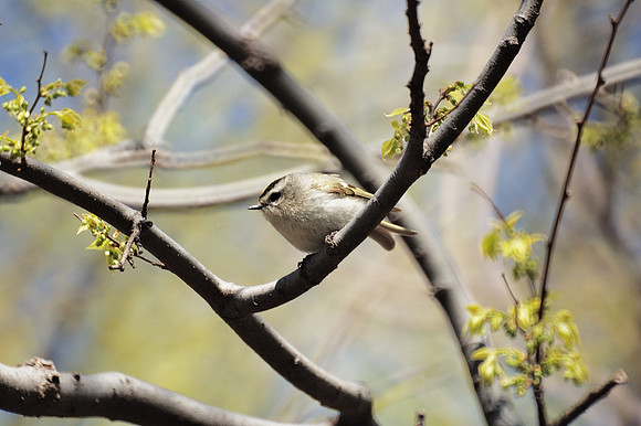 Golden-Crowned Kinglet, Central Park