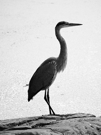 Great Blue Heron, Turtle Pond