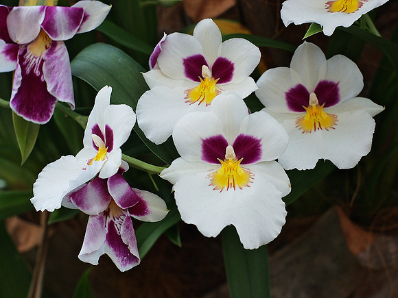 happy shiny miltoniopsis