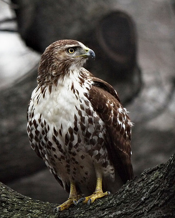Red-Tailed Hawk, Theodore Roosevelt Park