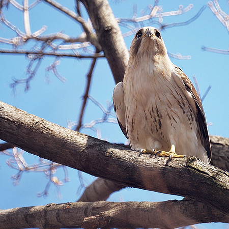 Red-Tailed Hawk, Central Park