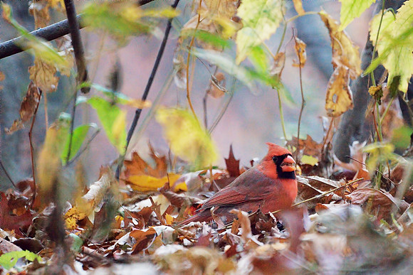 Cranky Cardinal