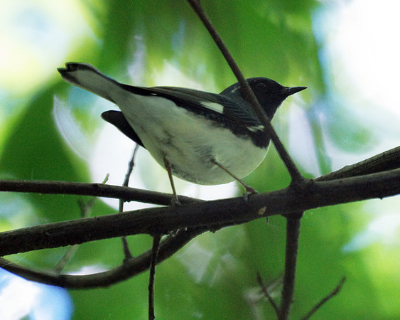 Black-Throated Blue Warbler, Central Park