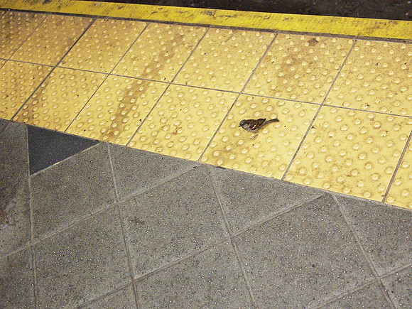 Sparrow, Columbus Circle subway station