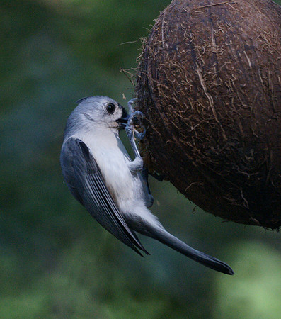 Tufted Titmouse, Central Park