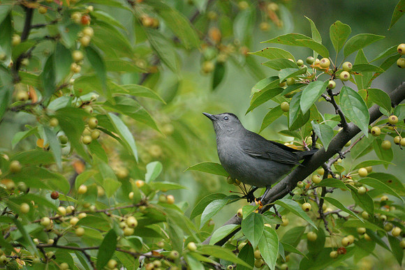 Catbird, Central Park