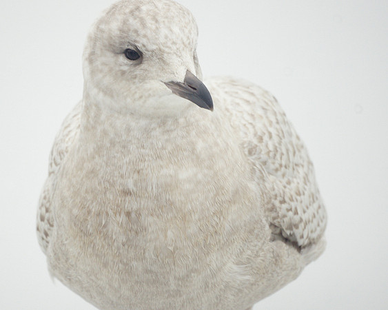 Iceland Gull, Central Park Lake