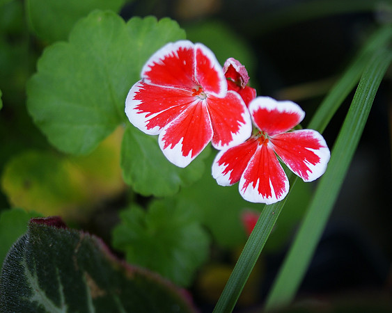Geraniums