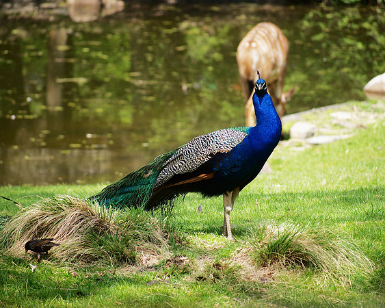 Peacock, Bronx Zoo