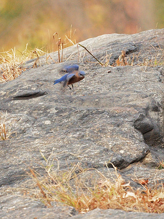 Bluebird in motion