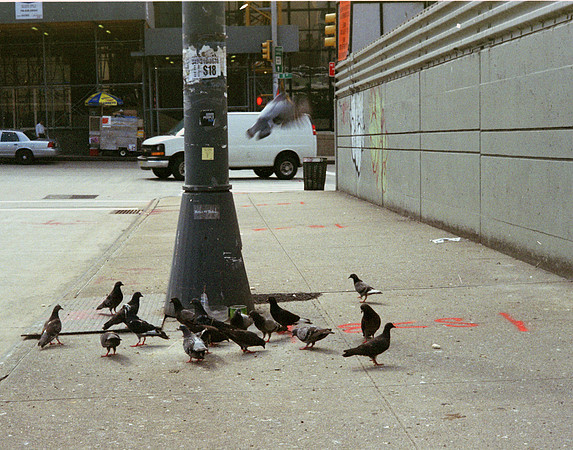 Pigeons, near the Javits Convention Center
