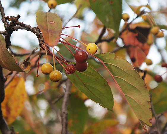 Autumn Berries